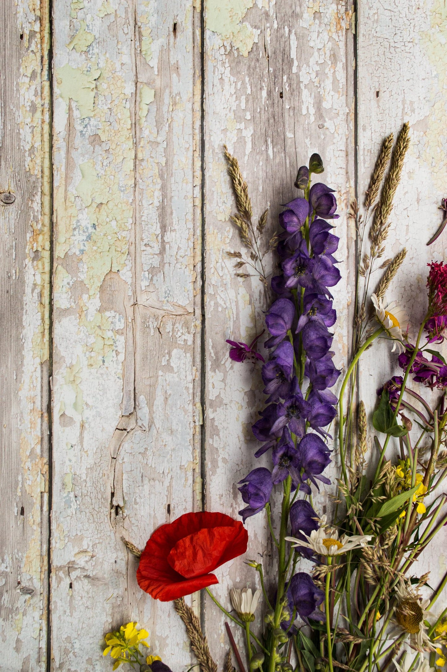 Photography Backdrop | Provence