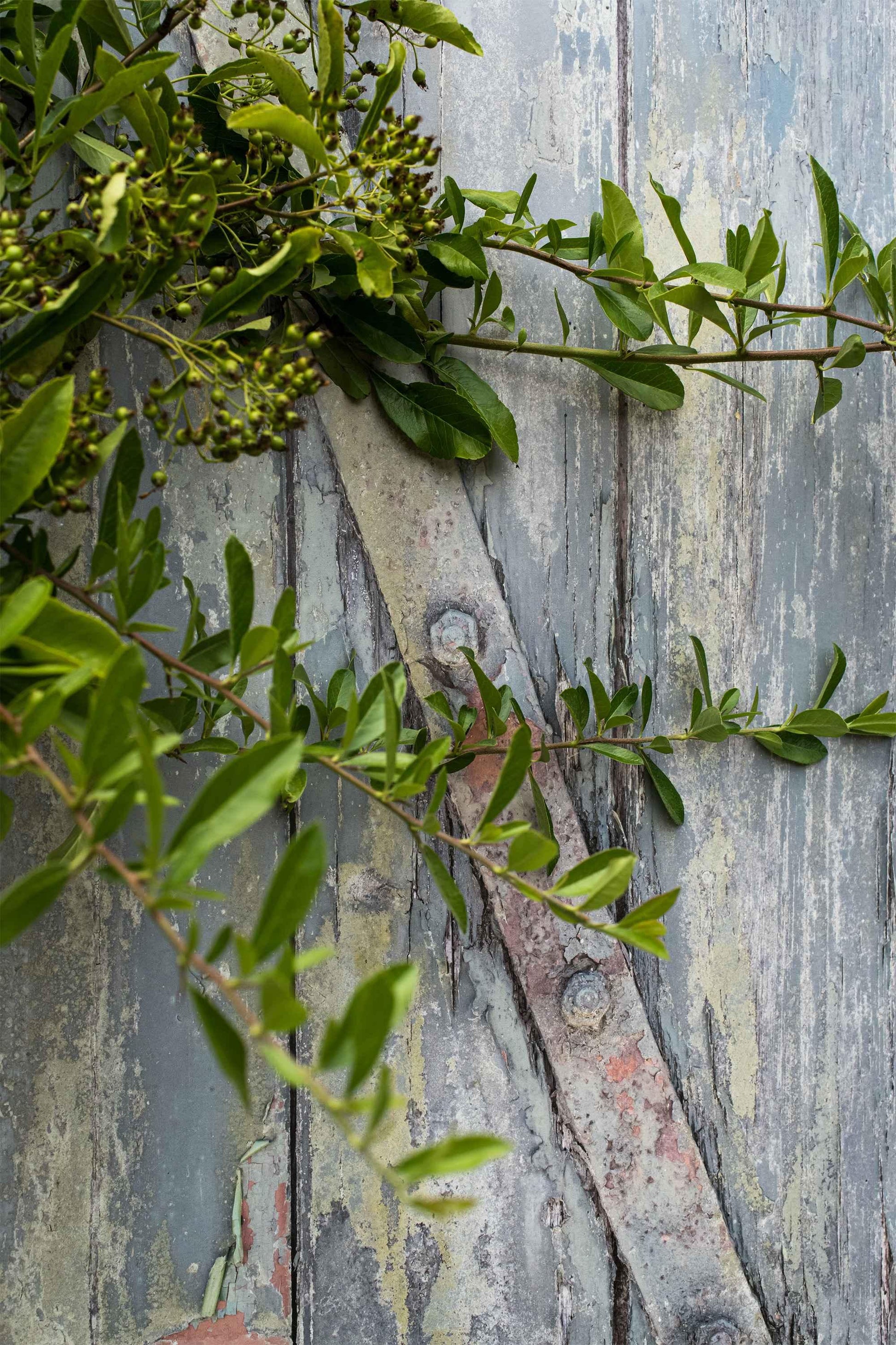 French Gate - Blueberry Backdrops