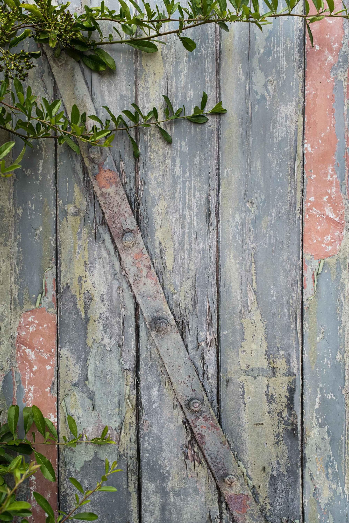 Photography Backdrop | French Gate