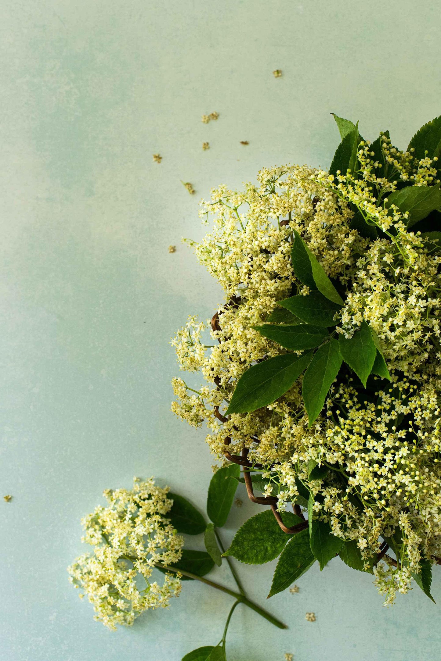 Mint - Blueberry Backdrops