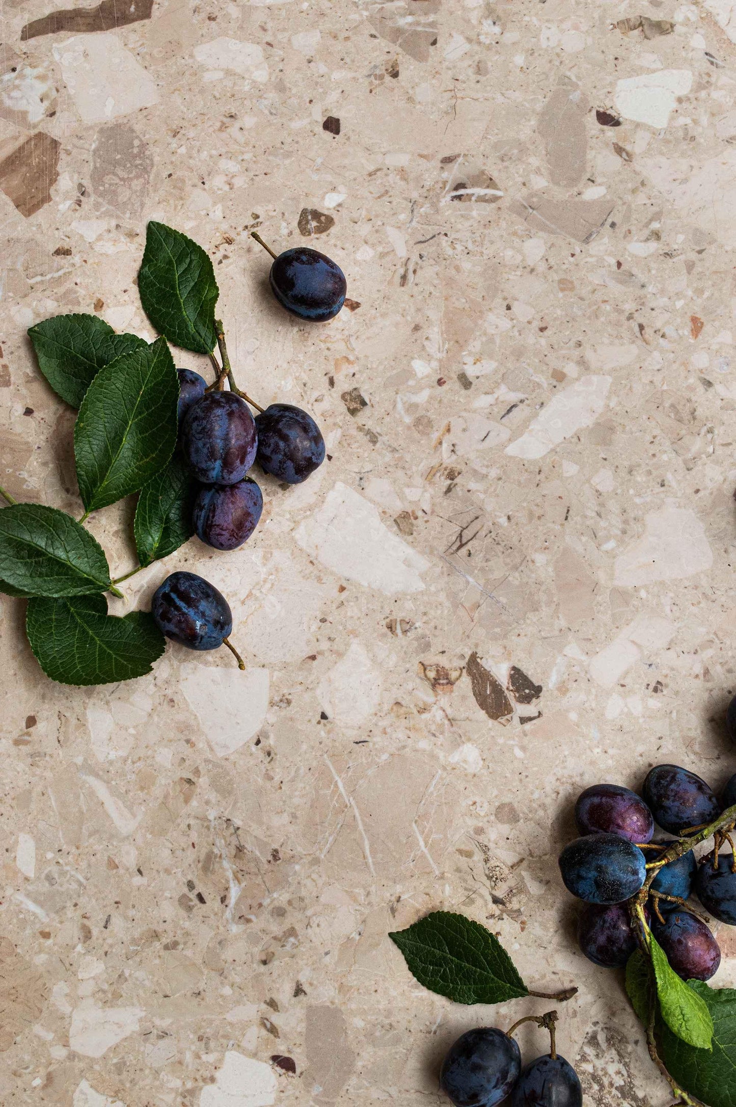 Natural Terrazzo - Blueberry Backdrops