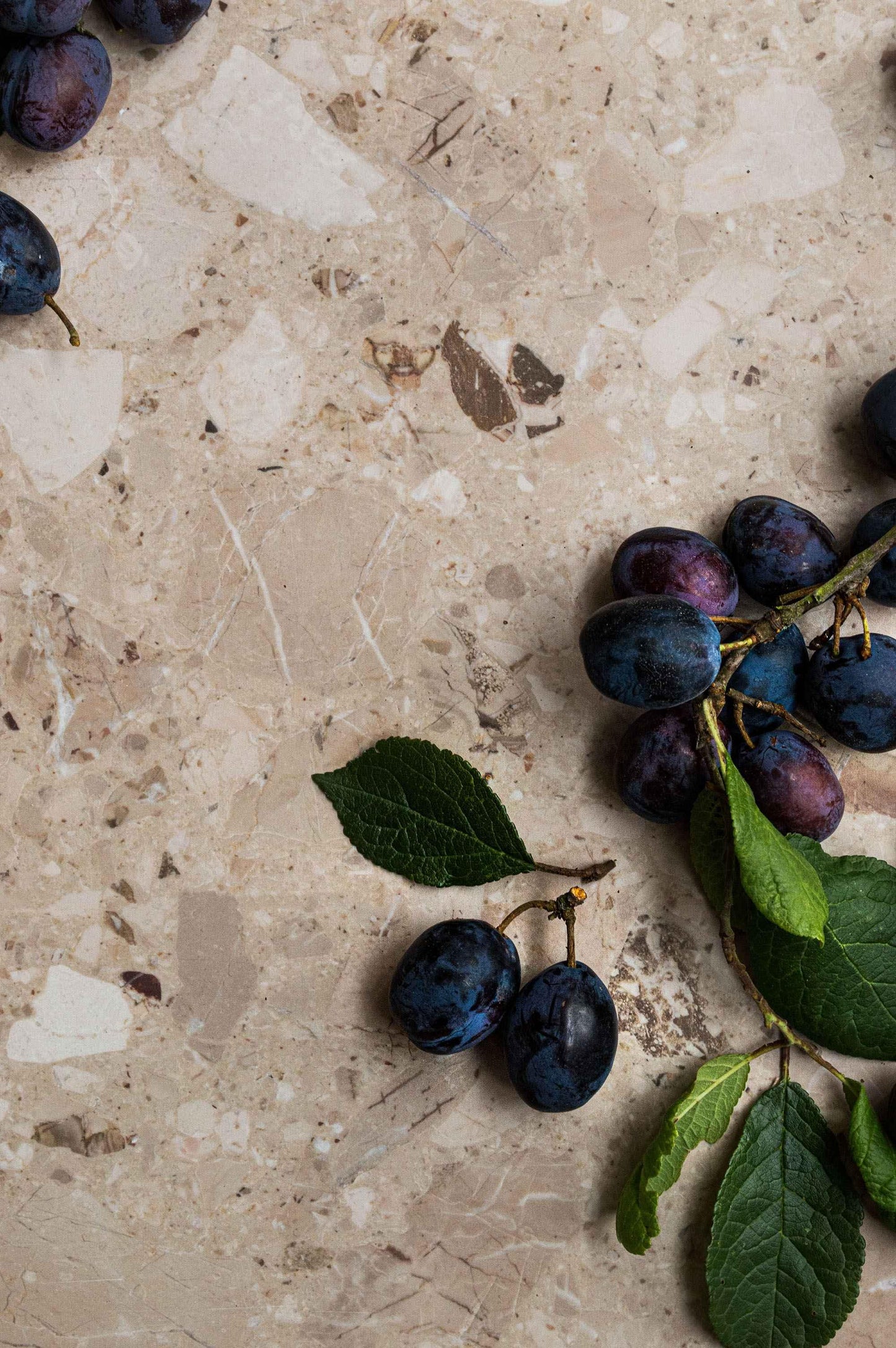 Natural Terrazzo - Blueberry Backdrops